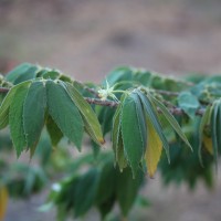 Muntingia calabura L.